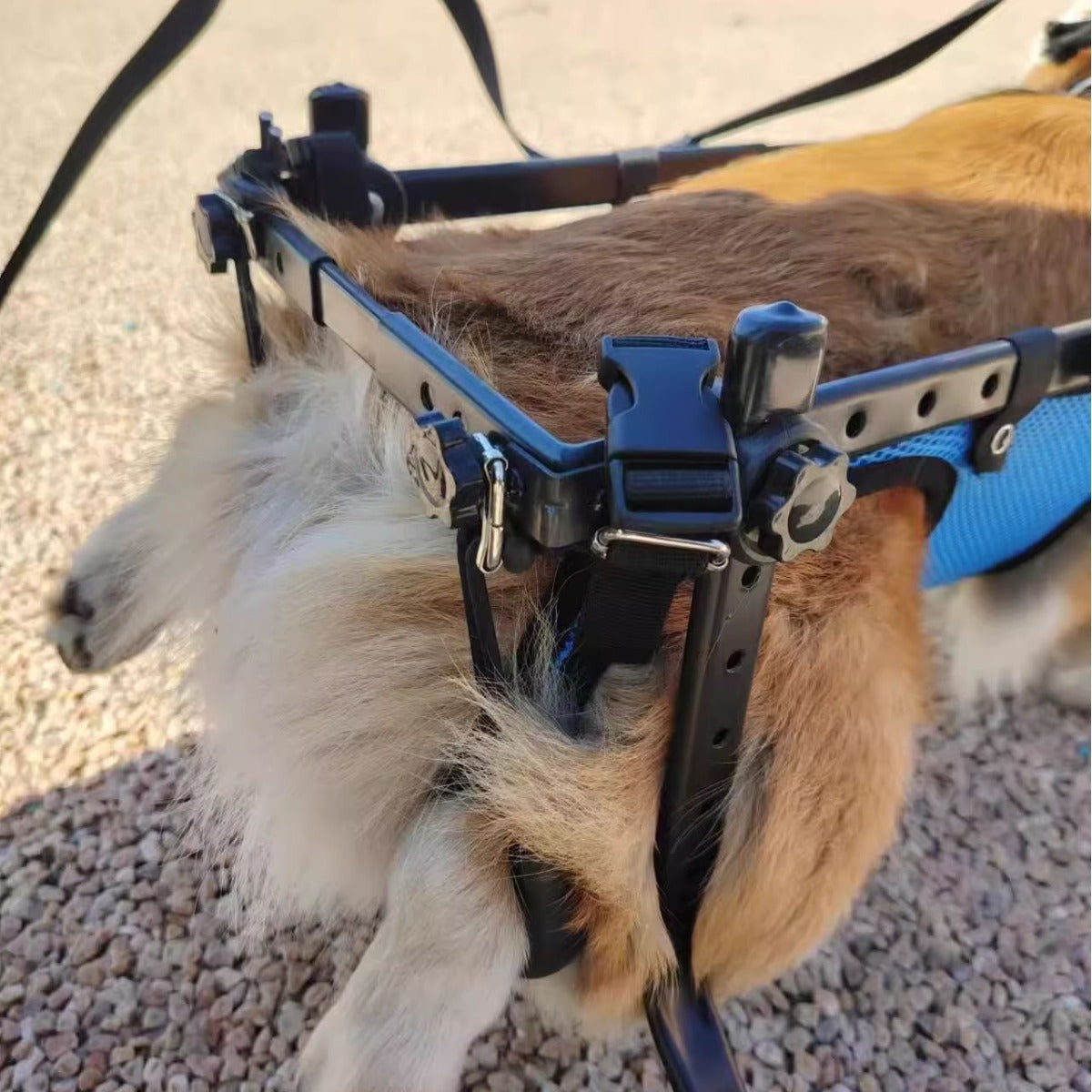 Pet rehabilitation walker