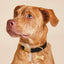 Bone Pet ID Tag