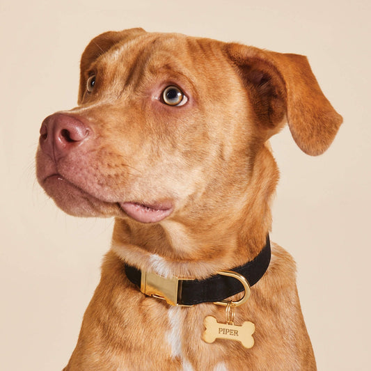 Bone Pet ID Tag