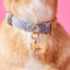 Bone Pet ID Tag
